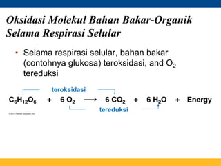 Oksidasi Molekul Bahan Bakar-Organik
Selama Respirasi Selular
• Selama respirasi selular, bahan bakar
(contohnya glukosa) teroksidasi, and O2
tereduksi
teroksidasi
tereduksi
 