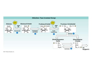 Glikolisis: Fase Investasi Energi
ATP ATP
Glukosa Glukosa-6-fosfat Fruktosa-6-fosfat Fructosa-1,6-bisfosfat
Dihidroksiaseton
fosfat
Gliseraldehid-
3-fosfat
Ke
langkah 6
ADP ADP
Heksokinase Fosfogluko-
isomerase
Fosfo-
fruktokinase
Aldolase
Isomerase
1
2 3 4
5
 