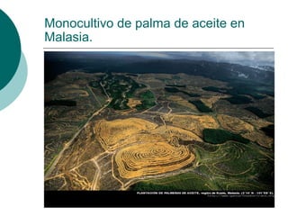 Monocultivo de palma de aceite en Malasia. 