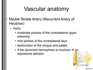 Vascular anatomy
• Medial Striate Artery (Recurrent Artery of
Heubner)
– Injury
• moderate paresis of the contralateral upper
extremity
• mild paresis of the contralateral face
• dysfunction of the tongue and palate
• If the dominant hemisphere is involved  an
expressive aphasia
 