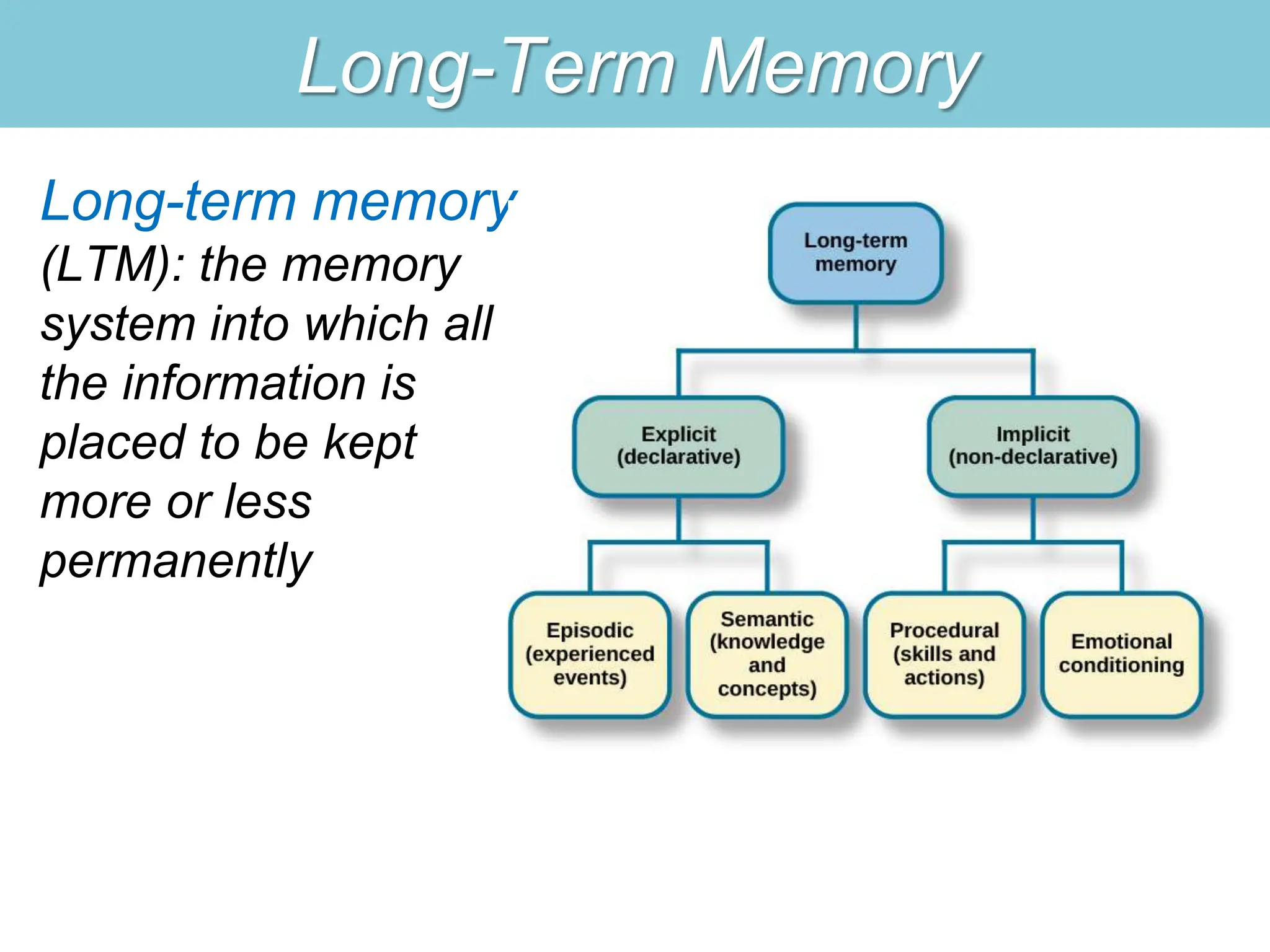 Long-Term Memory
Long-term memory
(LTM): the memory
system into which all
the information is
placed to be kept
more or less
permanently
 