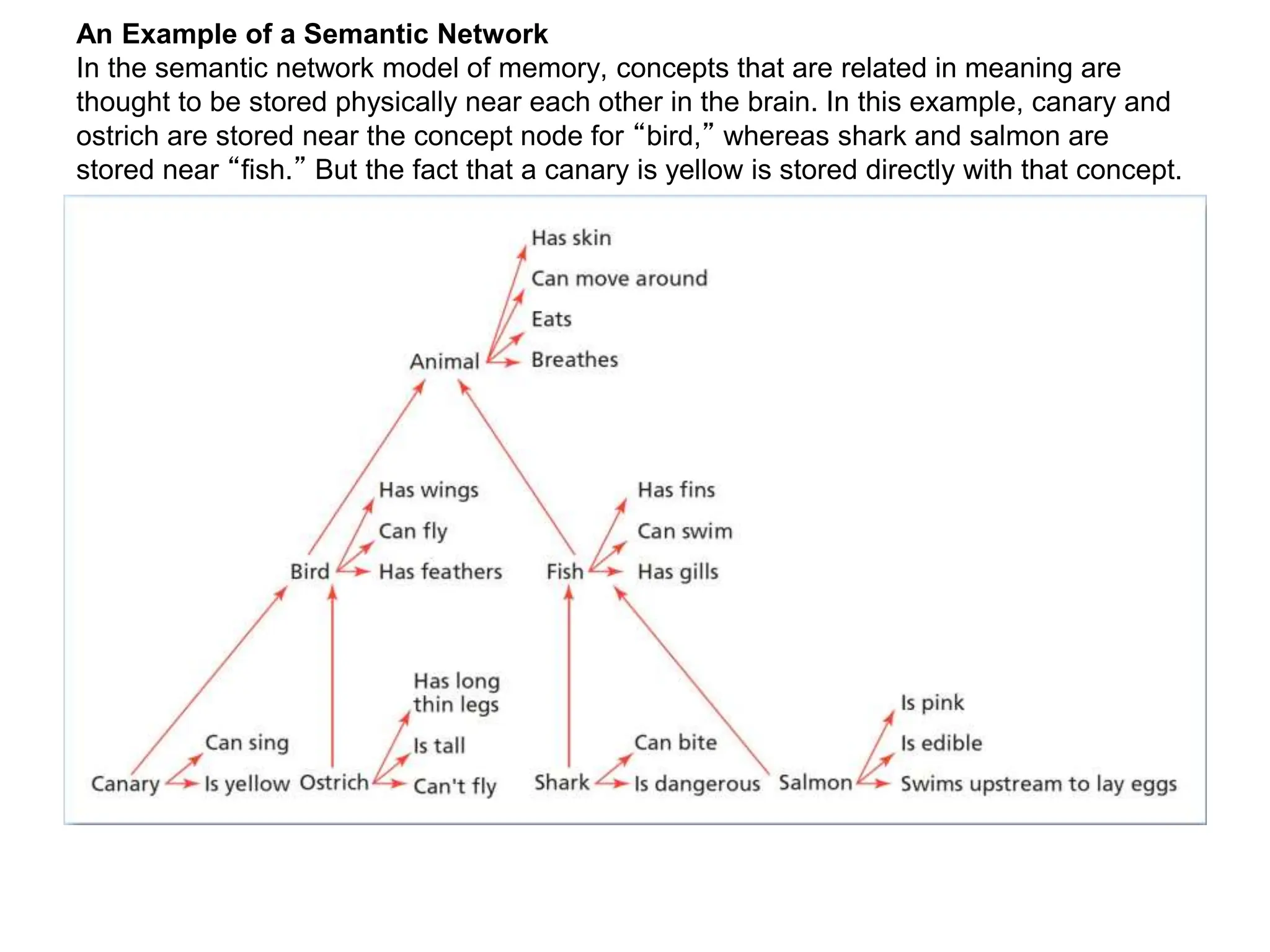 An Example of a Semantic Network
In the semantic network model of memory, concepts that are related in meaning are
thought to be stored physically near each other in the brain. In this example, canary and
ostrich are stored near the concept node for “bird,” whereas shark and salmon are
stored near “fish.” But the fact that a canary is yellow is stored directly with that concept.
 