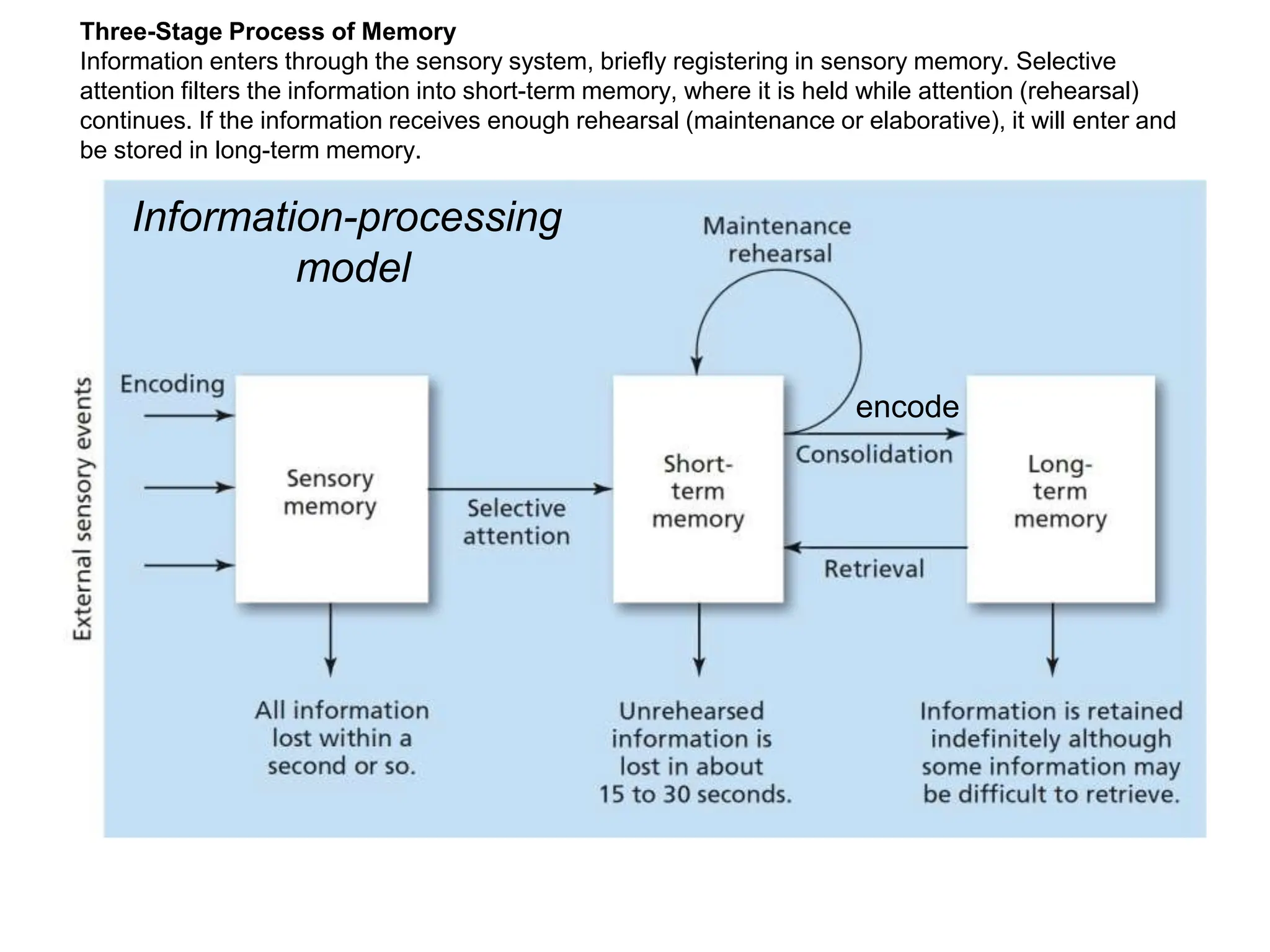 Three-Stage Process of Memory
Information enters through the sensory system, briefly registering in sensory memory. Selective
attention filters the information into short-term memory, where it is held while attention (rehearsal)
continues. If the information receives enough rehearsal (maintenance or elaborative), it will enter and
be stored in long-term memory.
encode
Information-processing
model
 
