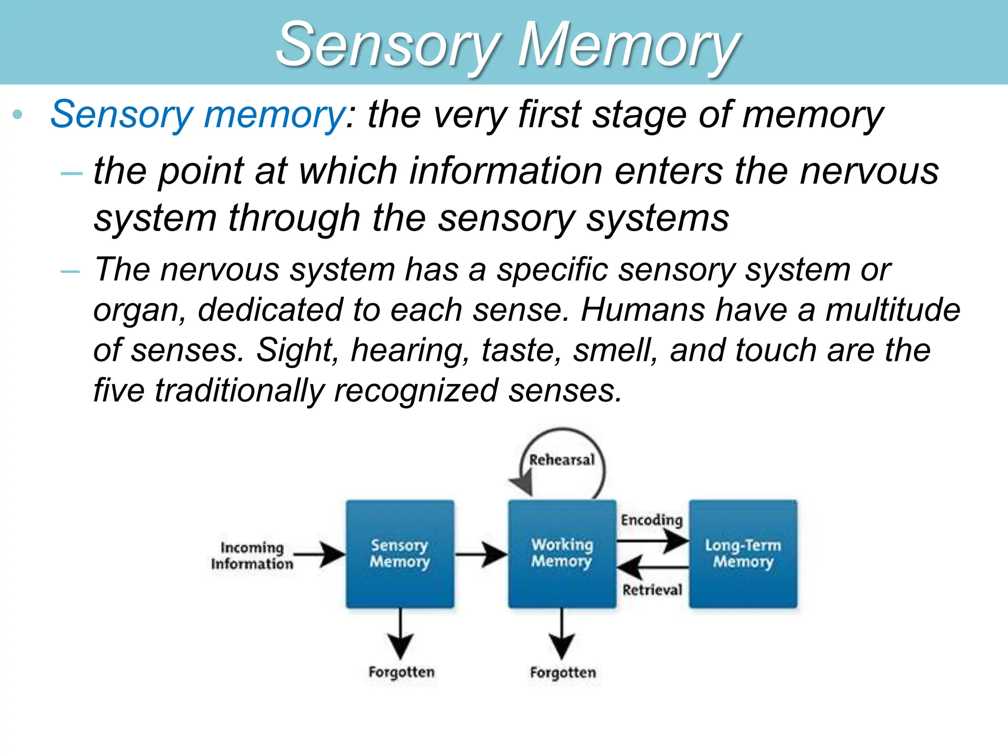 Sensory Memory
• Sensory memory: the very first stage of memory
– the point at which information enters the nervous
system through the sensory systems
– The nervous system has a specific sensory system or
organ, dedicated to each sense. Humans have a multitude
of senses. Sight, hearing, taste, smell, and touch are the
five traditionally recognized senses.
 
