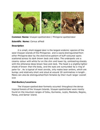 Common Name: Visayan spotted deer / Philippine spotted deer
Scientific Name: Cervus alfredi
Description
it is small, short-legged deer is the largest endemic species of the
west Visayan islands of the Philippines and is easily distinguished from
other Philippine deer by the distinctive pattern of buff-coloured spots
scattered across its dark brown back and sides. The underparts are a
creamy colour with white fur on the chin and lower lip, contrasting sharply
with the otherwise deep brown face and neck. The head is a slightly lighter
shade of brown than the body, and the eyes are surrounded by a ring of
paler fur . As is typical of most cervids, only males bear antlers, which are
bumpy and relatively short and stout at around 20 centimetres in length .
Males can also be distinguished from females by their much larger overall
size
Distribution/Locations
The Visayan spotted deer formerly occurred throughout the dense
tropical forests of the Visayan Islands. Visayan spotted deer were mostly
found on the mountain ranges of Cebu, Guimaras, Leyte, Masbate, Negros,
Panay, and Samar island.
 