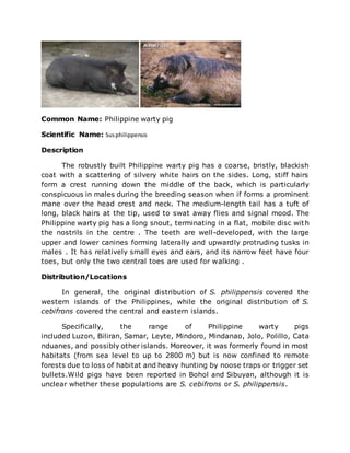 Common Name: Philippine warty pig
Scientific Name: Susphilippensis
Description
The robustly built Philippine warty pig has a coarse, bristly, blackish
coat with a scattering of silvery white hairs on the sides. Long, stiff hairs
form a crest running down the middle of the back, which is particularly
conspicuous in males during the breeding season when if forms a prominent
mane over the head crest and neck. The medium-length tail has a tuft of
long, black hairs at the tip, used to swat away flies and signal mood. The
Philippine warty pig has a long snout, terminating in a flat, mobile disc with
the nostrils in the centre . The teeth are well-developed, with the large
upper and lower canines forming laterally and upwardly protruding tusks in
males . It has relatively small eyes and ears, and its narrow feet have four
toes, but only the two central toes are used for walking .
Distribution/Locations
In general, the original distribution of S. philippensis covered the
western islands of the Philippines, while the original distribution of S.
cebifrons covered the central and eastern islands.
Specifically, the range of Philippine warty pigs
included Luzon, Biliran, Samar, Leyte, Mindoro, Mindanao, Jolo, Polillo, Cata
nduanes, and possibly other islands. Moreover, it was formerly found in most
habitats (from sea level to up to 2800 m) but is now confined to remote
forests due to loss of habitat and heavy hunting by noose traps or trigger set
bullets.Wild pigs have been reported in Bohol and Sibuyan, although it is
unclear whether these populations are S. cebifrons or S. philippensis.
 