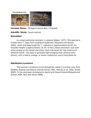 Common Name: Philippine mouse deer / Pilandok
Scientific Name: Tragulus nigricans
Description
is a small,nocturnal ruminant, in stature (Rabor, 1977). This species is
smaller than T. napu from neighbouring Borneo (Meijaard and Groves,
2004). Head and body length for T. nigricans is approximately 40-50 cm;
shoulder height is approximately 18 cm. It has a black and brown coat with
white stripes on the throat and chest. Each individual hair has sections of
different colors - the base is generally light (ranging from white to ashy
brown), with a tawny, orange, or brown midsection, and a long black tip.
Distribution/Locations
This species is endemic to the Philippines, where it is known only from
Balabac, Bugsuk and Ramos Islands (Oliver 1993, Heaney et al. 2002, Grubb
2005). It has also been introduced to Apulit and Calauit Island (Meijaard and
Groves 2004, Rico and Oliver 2008).
 