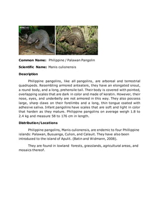 Common Name: Philippine / Palawan Pangolin
Scientific Name: Manis culionensis
Description
Philippine pangolins, like all pangolins, are arboreal and terrestrial
quadrupeds. Resembling armored anteaters, they have an elongated snout,
a round body, and a long, prehensile tail. Their body is covered with pointed,
overlapping scales that are dark in color and made of keratin. However, their
nose, eyes, and underbelly are not armored in this way. They also possess
large, sharp claws on their forelimbs and a long, thin tongue coated with
adhesive saliva. Infant pangolins have scales that are soft and light in color
that harden as they mature. Philippine pangolins on average weigh 1.8 to
2.4 kg and measure 58 to 176 cm in length.
Distribution/Locations
Philippine pangolins, Manis culionensis, are endemic to four Phillippine
islands: Palawan, Busuanga, Culion, and Calauit. They have also been
introduced to the island of Apulit. (Batin and Widmann, 2008).
They are found in lowland forests, grasslands, agricultural areas, and
mosaics thereof.
 