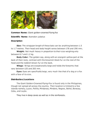 Common Name: Giant golden-crowned flying fox
Scientific Name: Acerodon jubatus
Description
Size: The wingspan length of these bats can be anything between 1.5
to 1.7 metres. Their head and body height varies between 178 and 290 mm.
Weight: Not much heavy in proportion to their size weighing only
between 0.7 and 1.2 kg.
Body Color: The golden cap, along with an orangish-yellow part at the
back of their neck, contrast with the brownish-black fur on the rest of the
head and the reddish-brown fur on the back.
Wings: Wings are exceptionally large and holds the forearms that
vary between 125 and 203 mm.
Eyes: Eyes are specifically large, very much like that of a dog or a fox
with a face of its size.
Distribution/Locations
The Giant Golden-Crowned Flying-Fox is found only in the Philippines,
though not spread all across the country. Their location is limited to a few
islands namely, Luzon, Polillo, Mindanao, Mindoro, Negros, Bohol, Boracay,
Cebu, and Leyte.
They live in deep caves as well as in the rainforests.
 