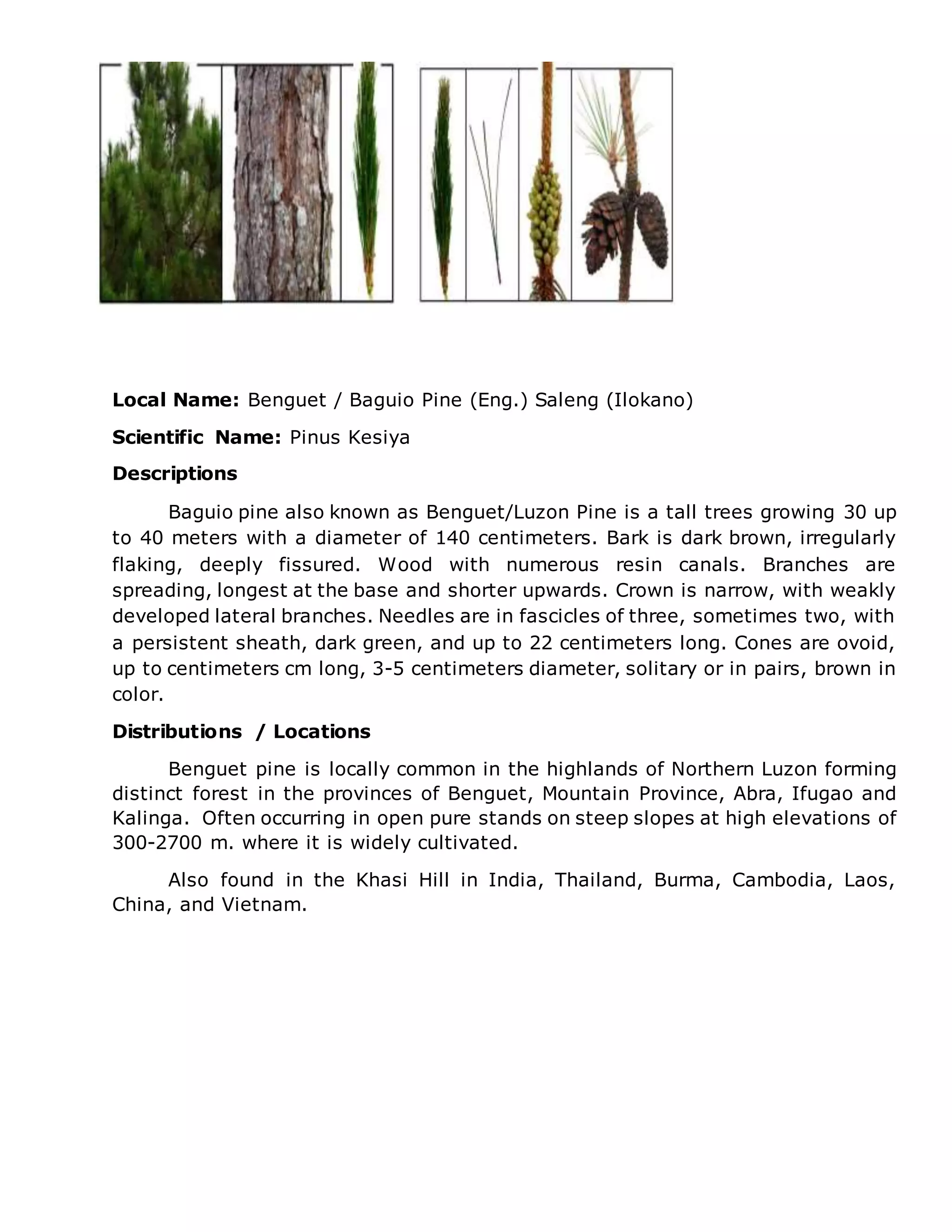 PHILIPPINE FLORA | DOCX