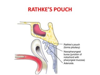 Garth Rathkey Anatomy of Pharynx | PPTX