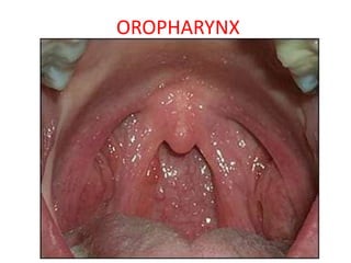Anatomy of Pharynx | PPT