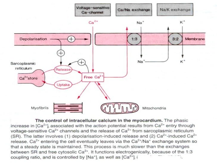 Nitroglycerin Sublingual Shelf Life