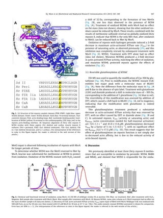 MetO repair is observed following incubation of myosin with MsrA
for longer periods of time.
To determine whether M394 was the MetO reversed to Met by
MsrA, leucine was substituted for methionine at M394 to protect
from oxidation. Oxidation of the M394L mutant with H2O2 caused
a shift of 32 Da, corresponding to the formation of two MetOs
(Fig. 2B), one less than observed in the presence of M394
(Fig. 2A). Treatment of oxidized M394L with MsrA had no effect
on the mass (data not shown), showing that the other oxidized res-
idues cannot be reduced by MsrA. These results, combined with the
results of methionine sulfoxide reversal on globally oxidized Dicty
myosin II, indicate that M394 is the only Met that, after oxidation
to MetO, can be reduced back to Met by MsrA.
Oxidation of myosin with hydrogen peroxide induced a 2-fold
decrease in maximum actin-activated ATPase rate (Vmax) in the
presence of saturating actin, as observed previously [29], and this
inhibition was completely rescued by subsequent treatment with
MsrA (Fig. 2C, M394). Treatment with DTT alone had no effect
(data not shown). Mutation M394Q produced a 2-fold decrease
in actin-activated ATPase activity, matching the effect of oxidation,
and mutation M394L protected myosin against the effects of
oxidation (Fig. 2C).
3.3. Reversible glutathionylation of M394C
ESI-MS was used to quantify the modiﬁcation of Cys 394 by glu-
tathione (Fig. 3A). Prior to modiﬁcation, the M394C mutant S1dC
exhibits one major peak with a molecular mass of 88,691
(Fig. 3A). Note the difference from the molecular mass in Fig. 2A
and B due to the absence of spin label. Treatment with glutathione
(GSH) and diamide produced a shift in molecular mass of $305 Da,
corresponding to the addition of 1 glutathione (Fig. 3A, blue to red).
The reversibility of this modiﬁcation was assessed by addition of
DTT, which caused a shift back to 88,691 (Fig. 3A, red to magenta),
indicating that the modiﬁcation with glutathione is indeed
reversible.
This glutathionylation treatment produced a substantial
decrease in actin-activated ATPase activity that was reversed by
DTT, with no effect caused by DDT or diamide alone (Fig. 3B and
C). In untreated myosin, Vmax (activity at saturating actin) and
KATPase (actin concentration needed for half-maximal activation)
are 7.0 ± 1.1 sÀ1
and 41.0 ± 11.8 lM; glutathionylation decreased
Vmax by a factor of 5 (to 1.3 ± 0.3 sÀ1
), with no signiﬁcant effect
on KATPase (52.7 ± 17.5 lM) (Fig. 3D). This result suggests that the
effect of glutathionylation on myosin function is not simply due
to decreased actin afﬁnity, but is due to the reduced activity of
actin-bound myosin.
4. Discussion
We previously identiﬁed at least three Dicty myosin II methio-
nines that are susceptible to oxidation by peroxide: M394, M486
and M642, and showed that M394 is responsible for the oxida-
Fig. 1. (A) Structure of the myosin catalytic domain (PDB:1FMV). Light blue: upper
50 kDa domain. Violet: lower 50 kDa domain. Dark blue: N-terminal domain. Teal:
converter domain. Pink: actin-binding loops. Red: nucleotide-binding pocket. Inset:
location of M394 (yellow) N-terminal to the cardiomyopathy (CM) loop (red) in the
myosin actin-binding interface. (B) Sequence alignment of Dicty (Dd) myosin II
M394 residue with Homo sapiens (Hs) skeletal and cardiac muscle myosin II
isoforms (Peri = perinatal, FSkE = fast skeletal embryonic, FSk = fast skeletal, FSk
ex = fast skeletal extraocular, and Ca = cardiac). (For interpretation of the references
to color in this ﬁgure legend, the reader is referred to the web version of this
article.)
Fig. 2. Chemical and functional reversal of oxidation, using MsrA. (A) ESI-MS of wildtype residue M at position 394. Blue: no treatment. Red: after treatment with H2O2.
Magenta: Red sample after treatment with MsrA. Black: Blue sample after treatment with MsrA. (B) Mutant M394L, same color scheme as A. MsrA treatment had no effect on
the mass of either sample in B (data not shown). (C) Recovery of S1dC actin-activated ATPase activity (Vmax) upon repair of MetO with MsrA. Wildtype S1dC was oxidized with
500 mM H2O2 on ice for 30 min (ox), then treated with 0.5 lM MsrA for 30 min at 25 °C (ox + Msr). The oxido-mimetic mutant M394Q (untreated) is shown for comparison.
Error bars are SEM (n P 3). (For interpretation of the references to color in this ﬁgure legend, the reader is referred to the web version of this article.)
R.J. Moen et al. / Biochemical and Biophysical Research Communications 453 (2014) 345–349 347
 