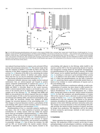tion-induced functional decline in myosin actin-activated ATPase
activity and actomyosin interaction [29]. The present study shows
that the oxidation of M394 is reversible by MsrA and that the
reduction of this MetO completely rescues the decline in ATPase
activity (Fig. 2). Mutation of this Met to Cys, mimicking the residue
present in all human isoforms of skeletal and cardiac myosin,
shows that this Cys can also be oxidatively modiﬁed by glutathi-
one, decreasing actomyosin functional interaction (Fig. 3).
Methionine sulfoxide reductase most readily reverses oxidized
methionines that are solvent-exposed and located in protein
regions composed predominantly of random-coil [8,40,41]. It is
therefore not surprising that only oxidation of M394, but not
M486 and M642, is reversible. Based on the crystal structure,
M394 is solvent-exposed when myosin is not bound to actin, and
exists at the extreme end of an alpha-helix, transitioning into a
random coil of the CM-loop (Fig. 1A). Although both M486 and
M642 are also predicted to be solvent-exposed, they exist in highly
structured regions of S1dC, in the force-generating domain. Using
site-directed spin labeling (SDSL) and electron paramagnetic reso-
nance (EPR), we previously showed that oxidation of M394
changes the structural dynamics of the actin-binding cleft, [29].
This change in structural dynamics involves a perturbation of the
actin-binding cleft’s open-to-closed transition, which is necessary
for proper force production and movement [29,42].
Glutathionylation of Cys is a reversible oxidative modiﬁcation
that plays a key role in redox regulation of proteins and signal
transduction. In -cardiac myosin, three Cys within the myosin
heavy chain are susceptible to glutathionylation [27], which inhib-
its myosin ATPase activity at high levels of GSSG but potentiates
ATPase activity at low levels of GSSG [27]. Glutathionylation of
these three Cys produced changes in the structure of myosin
detected by changes in ﬂuorescence and increased susceptibility
to proteolytic cleavage [27]. Two of these Cys residues, Cys 400
and Cys 695, are located within the myosin catalytic domain.
Cys400 is equivalent to M394 in Dicty myosin, located in the
actin-binding cleft adjacent to the CM-loop, while Cys695 is the
reactive cysteine SH2 in the force-generating domain of myosin.
Our mutagenesis strategy allows for site-speciﬁc investigation of
Cys glutathionylation in the myosin catalytic domain. The M394C
S1dC mutant can be modiﬁed speciﬁcally by glutathione in vitro
(Fig. 3), resulting in a decrease in actin-activated ATPase activity
(Fig. 3). In addition to this direct effect of modifying myosin func-
tion, it is likely that glutathionylation can also play a protective
role [43], protecting myosin against irreversible protein thiol oxi-
dation at Cys residues in crucial subdomains of myosin such as
the actin-binding cleft.
Oxidation of methionine to methionine sulfoxide, as well as glu-
tathionylation of cysteine, has been shown to affect protein sec-
ondary and tertiary structure. The presence of MetO can cause -
helical destabilization [44–48]. Glutathionylation has a similar
effect, having been shown to decrease -helical content of proteins
[49,50]. As both Met oxidation and glutathionylation at residue
394 in Dicty myosin II cause a decrease in actin-activated ATPase
activity of myosin (Figs. 2 and 3), we hypothesize that oxidative
modiﬁcation at this site, whether Met oxidation or Cys glutath-
ionylation, destabilizes the adjacent helix, changing the structural
dynamics of the entire CM-loop and hence interaction with actin.
This change in structural dynamics at the actin-binding cleft prob-
ably perturbs the weak-to-strong transition of myosin, necessary
for proper force production. This hypothesis will be the subject
of future testing by spectroscopic methods in both muscle and
nonmuscle myosin.
5. Conclusion
Redox regulation has emerged as a crucial modulator of protein
function. The production of ROS in muscle can be due to many
pathophysiological and physiological conditions, including aging,
heart failure, inﬂammation, and strenuous exercise. ROS-induced
Fig. 3. (A) ESI-MS illustrating glutathionylation and reversal in Dicty myosin II M394C. Blue: untreated. Red: treated with 10 mM GSH plus 10 mM diamide for 1 h on ice.
Magenta: treated with DTT after glutathionylation. (B) ATPase activity of M394C in the presence of 50 lM actin. Untreated (À), after treatment with 10 mM GSH plus 10 mM
diamide, 10 mM GSH plus 10 mM diamide followed by 10 mM DTT, 10 mM DTT alone, or 10 mM diamide alone. Error bars are SEM (n P 3). (C) ATPase activity of M394C
S1dC, in the presence of 50 lM actin, after treatment with increasing concentrations of GSH (with equimolar diamide). (D) Actin-dependence of ATPase activity of M394C,
untreated (closed squares) and treated with 10 mM GSH plus 10 mM diamide (open squares). (For interpretation of the references to color in this ﬁgure legend, the reader is
referred to the web version of this article.)
348 R.J. Moen et al. / Biochemical and Biophysical Research Communications 453 (2014) 345–349
 
