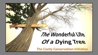 The Cavity Conservation Initiative
 