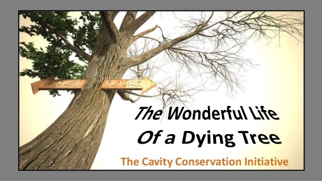 dying tree