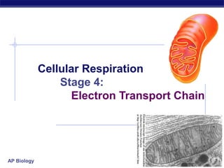 Cellular Respiration
Stage 4:
Electron Transport Chain

AP Biology

2006-2007

 