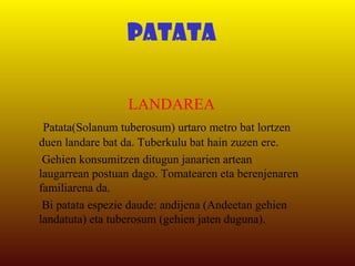 PATATA LANDAREA Patata(Solanum tuberosum) urtaro metro bat lortzen duen landare bat da. Tuberkulu bat hain zuzen ere. Gehien konsumitzen ditugun janarien artean laugarrean postuan dago. Tomatearen eta berenjenaren familiarena da.  Bi patata espezie daude: andijena (Andeetan gehien landatuta) eta tuberosum (gehien jaten duguna). -Erein dezakegu patatak lortzeko?   Ez, tuberkulo osoa edo zati bat landatuz lortzen dugu patata, baina, gaur egun zientzialariek ikerketak egiten ari dira ereinekin patatak lortzeko. Ona al da patata jatea? Bai, karbohidratoak, energia iturri, bitamina C eta potasioa dituelako. -Patataren azala jateko ona da? Bai azala fibra asko du eta patataren nutriente asko patataren azalean dago. Baina inportantea da ondo garbitzea eta parte berdeak eta broteak kentzea jan baino lehen. -Patatak pozointsuak ahal dira? Tuberkuloa ez da baina parte berdeak eta hostoak toxikoak dira. Oso arraroa da patataren kontsumoarengatik pozointzea. -Zein patata kantitatea kontsumitzen da munduan urtero? Europan 93 kg. pertsonatik  gutxi gora behera. Herrialde azpigaratuetan bakarrik 21kg.  