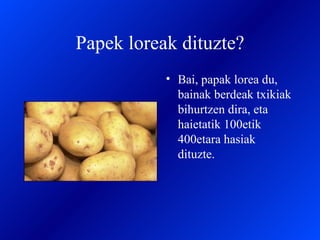 Papek loreak dituzte? Bai, papak lorea du, bainak berdeak txikiak bihurtzen dira, eta haietatik 100etik 400etara hasiak dituzte. 