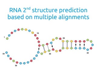 RNA 2nd
structure prediction
based on multiple alignments
 