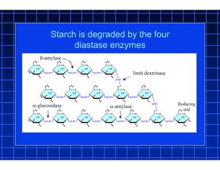 ß-amylase
limit dextrinase
-amylase Reducing
end
-glucosidase
Starch is degraded by the four
diastase enzymes
 