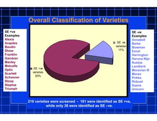 Overall Classification of Varieties
SE -ve
varieties
17%
SE +ve
varieties
83%
SE +ve
Examples
Alexis
Arapiles
Baudin
Dhow
Franklin
Gairdner
Manley
Metcalfe
Optic
Scarlett
Schooner
Sloop
Steptoe
Triumph
SE -ve
Examples
Annabell
Barke
Bowman
Excel
Harrington
Haruna Nijo
Kustaa
Landlord
Moravian III
Morex
Pirkka
Robust
Saana
Unicorn
219 varieties were screened - 181 were identified as SE +ve,
while only 38 were identified as SE –ve.
 