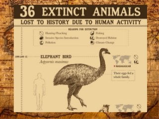 36 Extinct Animals Lost to History Due to Human Activity