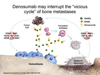 Denosumab may interrupt the “vicious cycle” of bone metastases PDGF, BMPs TGF-β, IGFs FGFs Osteoblasts RANKL RANK Denosumab Tumor  Cell Formation Inhibited Apoptotic  Osteoclast PTHrP, BMP, TGF-β, IGF, FGF, VEGF, ET1, WNT Adapted from Roodman D.  N Engl J Med . 2004;350:1655. 