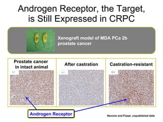 Androgen Receptor, the Target, is Still Expressed in CRPC Prostate cancer  in intact animal After castration Castration-resistant Xenograft model of MDA PCa 2b prostate cancer Navone and Fizazi, unpublished data Androgen Receptor 