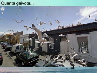 Quanta gaivota...
 