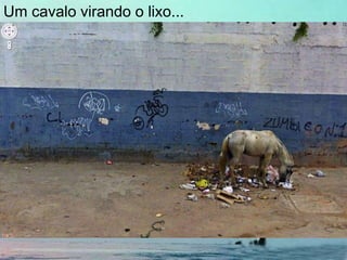 Um cavalo virando o lixo...
 