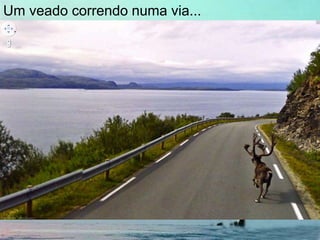 Um veado correndo numa via...
 