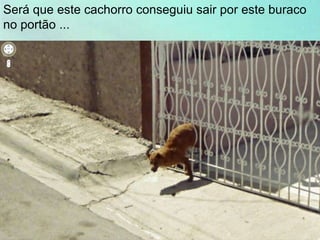 Será que este cachorro conseguiu sair por este buraco
no portão ...
 