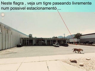 Neste flagra , veja um tigre paseando livremente
num possivel estacionamento ...
 
