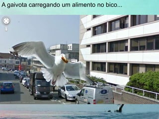 A gaivota carregando um alimento no bico...
 