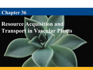 Chapter 36

Resource Acquisition and
Transport in Vascular Plants
 