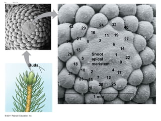 Figure 36.3




                      42                       24        32
                                29                                   40
                                         16
                                                    11    19
                           21                  3                     27
                     34              8
                                                         6
                           13                                    14
                     26                  Shoot               1
                                5        apical                       22
                          18             meristem                9
              Buds
                                10       2               4
                     31                                       17
                               23             7     12
                                     15
                                              20         25
                                     28

                                             1 mm
 