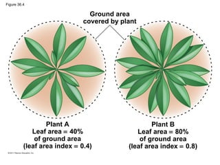 Figure 36.4

                                Ground area
                              covered by plant




                  Plant A                          Plant B
             Leaf area = 40%                  Leaf area = 80%
              of ground area                   of ground area
          (leaf area index = 0.4)          (leaf area index = 0.8)
 