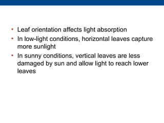 • Leaf orientation affects light absorption
• In low-light conditions, horizontal leaves capture
  more sunlight
• In sunny conditions, vertical leaves are less
  damaged by sun and allow light to reach lower
  leaves
 