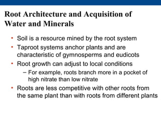 Root Architecture and Acquisition of
Water and Minerals
 • Soil is a resource mined by the root system
 • Taproot systems anchor plants and are
   characteristic of gymnosperms and eudicots
 • Root growth can adjust to local conditions
     – For example, roots branch more in a pocket of
       high nitrate than low nitrate
 • Roots are less competitive with other roots from
   the same plant than with roots from different plants
 