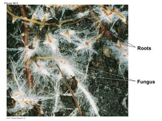 Figure 36.5




              Roots




              Fungus
 