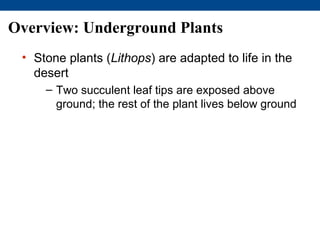 Overview: Underground Plants
 • Stone plants (Lithops) are adapted to life in the
   desert
     – Two succulent leaf tips are exposed above
       ground; the rest of the plant lives below ground
 