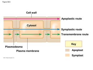 Figure 36.6




                    Cell wall

                                Apoplastic route

                    Cytosol
                                Symplastic route
                                Transmembrane route


                                       Key
   Plasmodesma
              Plasma membrane           Apoplast

                                        Symplast
 