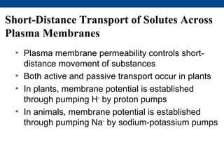Short-Distance Transport of Solutes Across
Plasma Membranes
  • Plasma membrane permeability controls short-
    distance movement of substances
  • Both active and passive transport occur in plants
  • In plants, membrane potential is established
    through pumping H+ by proton pumps
  • In animals, membrane potential is established
    through pumping Na+ by sodium-potassium pumps
 