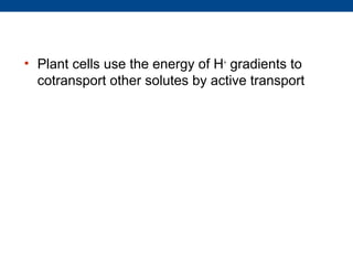 • Plant cells use the energy of H+ gradients to
  cotransport other solutes by active transport
 