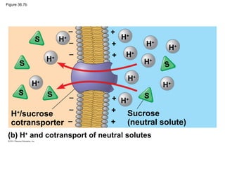Figure 36.7b




                              −   +
               S         H −
                          +           H+
                                  +         H+
                                                  H+
                              −   +    H+
                    H+                      H+
       S                                         S
                                       H+
               H+                                H+
       S            S                    S
                              −   + H+
                              −   +
  H+/sucrose                         Sucrose
  cotransporter −                 +    (neutral solute)
 (b) H+ and cotransport of neutral solutes
 