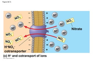Figure 36.7c




                             −   +
      H  +               −              H+
                    NO   3   −   +                           −
                             −   + H+                   NO   3

                     H+                       H+
               H+                                            Nitrate
                                        H+
              −                                   H+
    NO       3
                         −                   NO
   NO3 −            NO
                         3   −   +            3
                                                  −


                             −   + H+
  H+NO3−                                           H+
                −                +       H+
  cotransporter
 (c) H+ and cotransport of ions
 