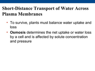 Short-Distance Transport of Water Across
Plasma Membranes
  • To survive, plants must balance water uptake and
    loss
  • Osmosis determines the net uptake or water loss
    by a cell and is affected by solute concentration
    and pressure
 