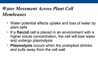 Water Movement Across Plant Cell
Membranes
  • Water potential affects uptake and loss of water by
    plant cells
  • If a flaccid cell is placed in an environment with a
    higher solute concentration, the cell will lose water
    and undergo plasmolysis
  • Plasmolysis occurs when the protoplast shrinks
    and pulls away from the cell wall
 